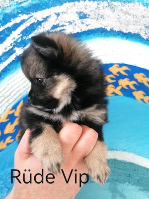 Pomchi  Zwergspitz Rüde