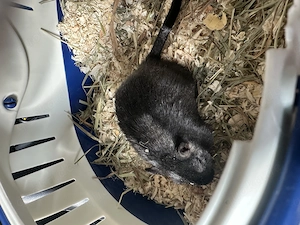 Mongolische Rennmaus Weibchen 