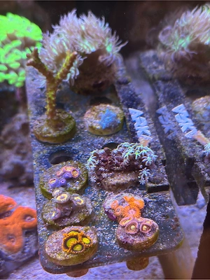 Meerwasser Korallen Ableger