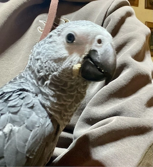 Junger handzahmer Graupapagei