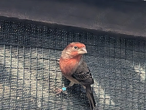 mexikanische Karmingimpel 