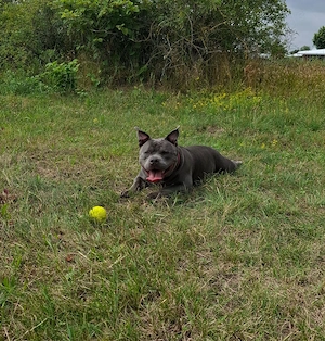 American Bully Hündin