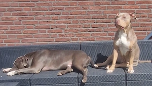 bully pärchen sucht couch 