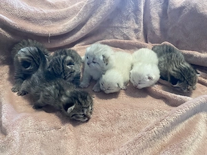 Kitten ab 18-19 Mai abgabebereit. 