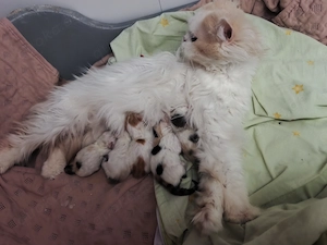 5 Wunderschöne Dollface 