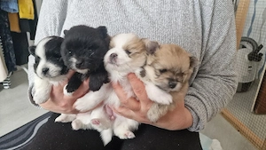 Reinrassige Pomeranian zwergspitz 