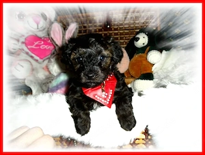 Zuckersüße, kleine Yorkshire Terrier   Toy Pudel F1 Verpaarung mit Ahnenpass ( Papiere )