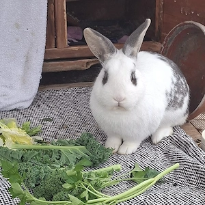 KEKS sucht ein Zuhause