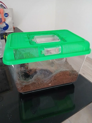 Cyanblaue Venezuela-Vogelspinne