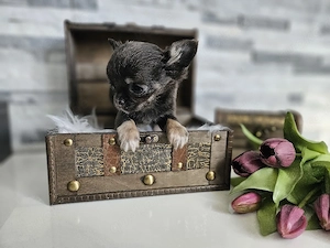 Chihuahua Welpen reinrassig  Bild 5