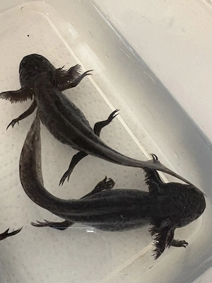 Axolotl Jungtiere Axanthic Wildling und Weißling mit Spots