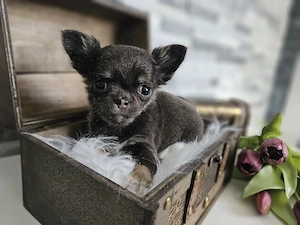 Chihuahua Welpen reinrassig  Bild 6