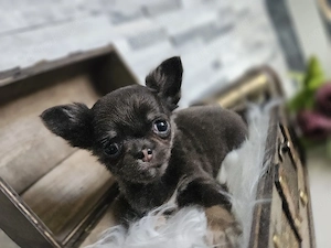 Chihuahua Welpen reinrassig  Bild 4