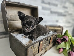 Chihuahua Welpen reinrassig  Bild 7