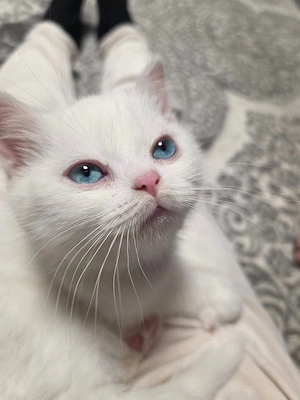 wunderschöner kater sucht neues zuhause