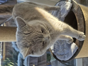 Zuckersüsse BKH Kitten mit Stammbaum aus seriöser Zucht!!!!!!!!!!!!