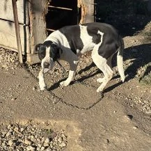 Sancho H ca. 50 cm   der Liebenswerte