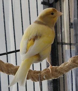 Hübsches Kanarienvogel Weibchen 