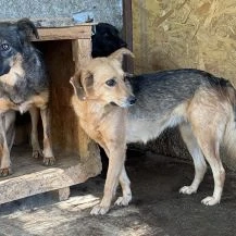 Alba G ca. 43 cm   das nette Hundemädchen