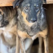 Trisha ca. 46 cm   die Aufmerksame