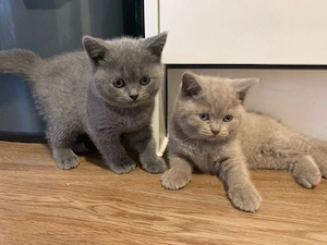 BKH kitten abholberit 