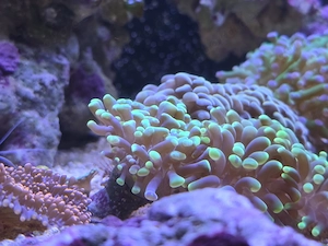 Euphylias LPS Korallen 10 