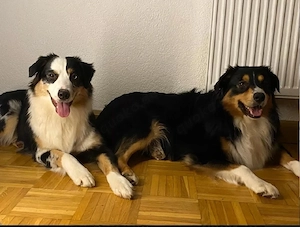 Australian Shepherd Welpen