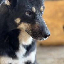 Ranger ca. 50 cm   wünscht sich ein buntes Leben