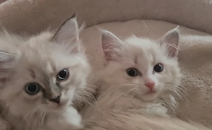 Reinrassigen Kätzchen "Newa-Masquarade"