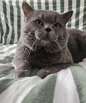 bkh deckkater  Bild 2