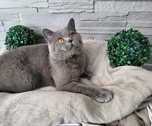 bkh deckkater  Bild 4