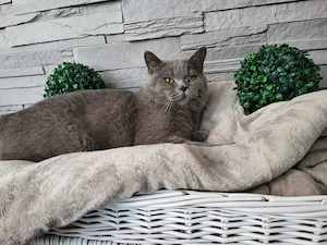bkh deckkater  Bild 3
