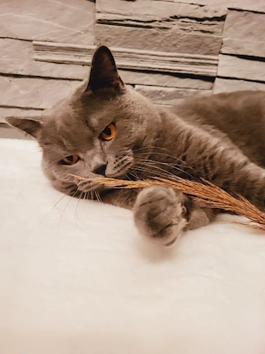 bkh deckkater  Bild 5