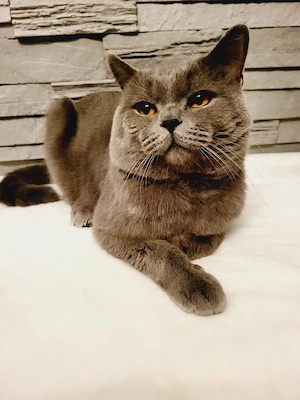 bkh deckkater  Bild 6