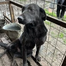 Thaddeus ca. 50 cm   der Alberne