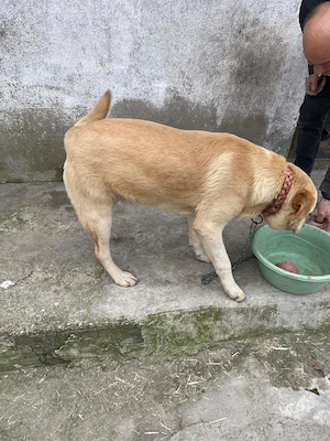 Hund sucht ein liebevolles Zuhause (Ohne finanzielles Interesse)