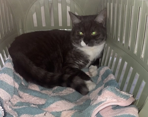 BKH Maine Coon Mix Mädchen 