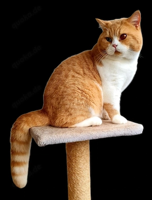 BKH Deckkater  Bild 2