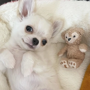 Gesunder Chihuahua-Welpe.