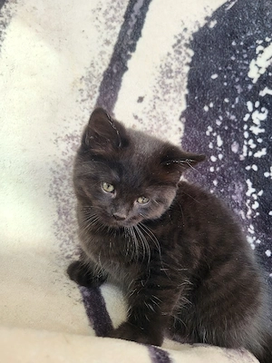 Bkh mix kätzchen  Bild 2