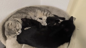 Bkh mix kätzchen  Bild 3