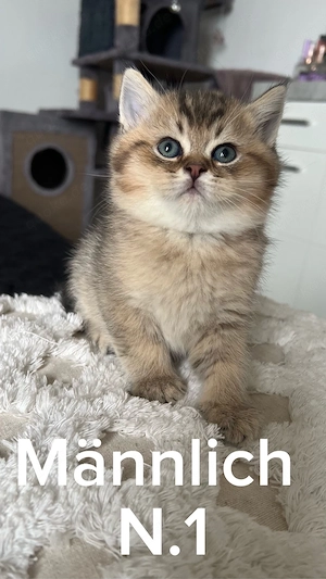 Wunderschöne Britisch Kurzhaar Kitten (Golden Tabby   Golden Shaded)