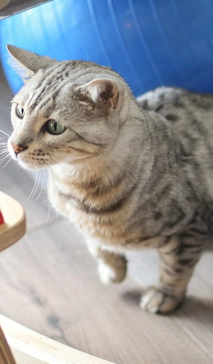 Kater sucht neues Zuhause 