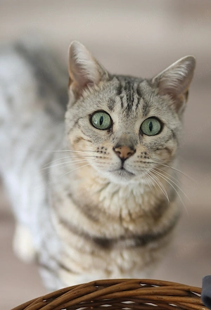 Kater sucht neues Zuhause 