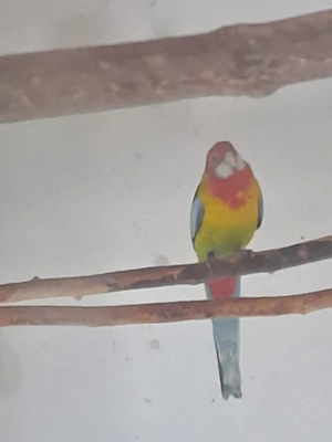 Gebe Junge Rosellasittche von 2025 ab.  Bild 3