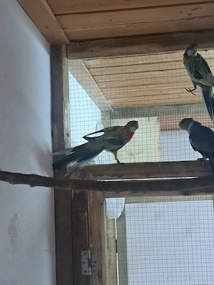 Gebe Junge Rosellasittche von 2025 ab.  Bild 2