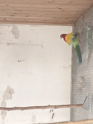 Gebe Junge Rosellasittche von 2025 ab. 