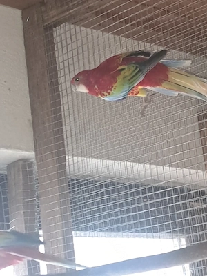 Gebe Junge Rosellasittche von 2025 ab.  Bild 4