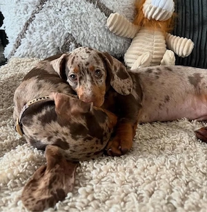 Dackel welpen Bild 3