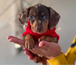 Dackel welpen Bild 2